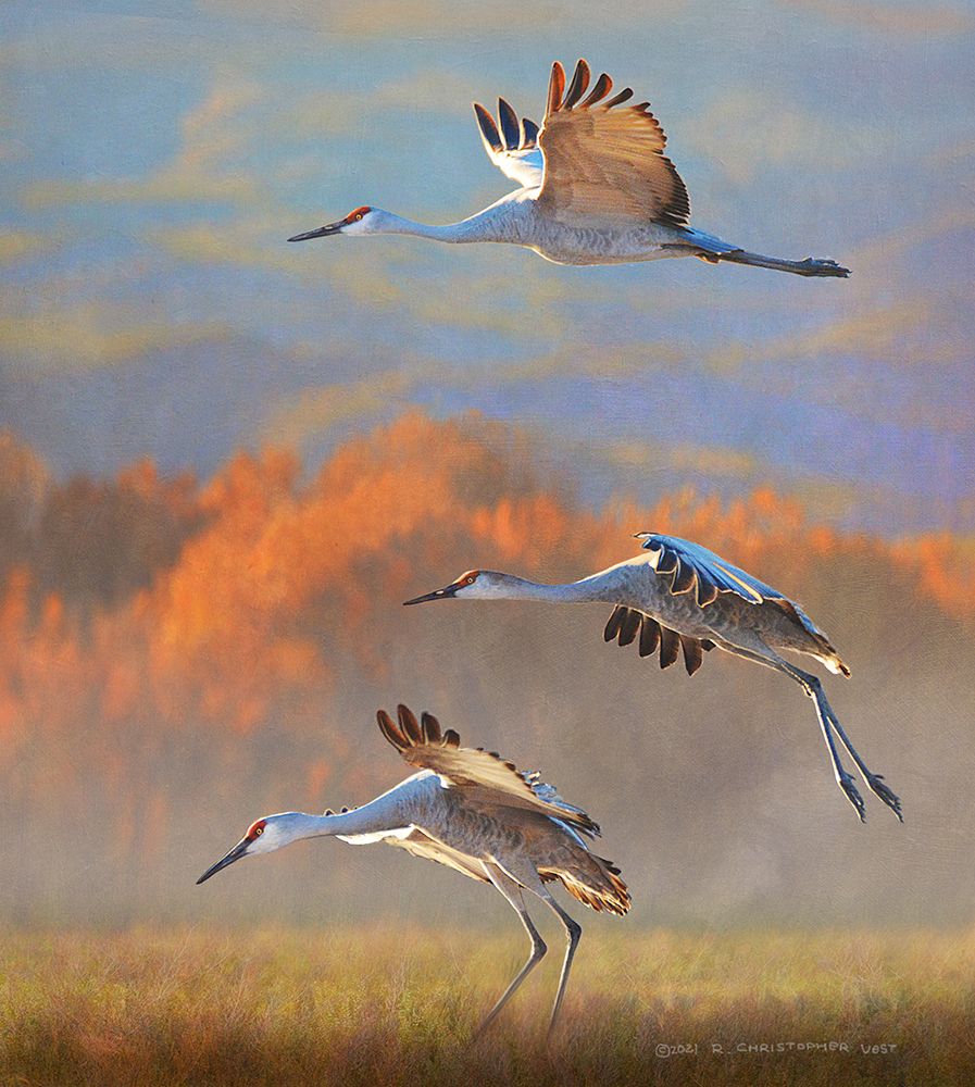 Mid Morning at the Bosque art print by Christopher Vest for $57.95 CAD