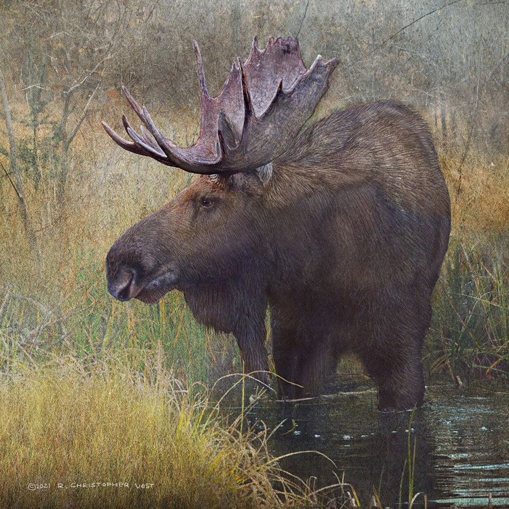 Moose in Marsh art print by Christopher Vest for $57.95 CAD