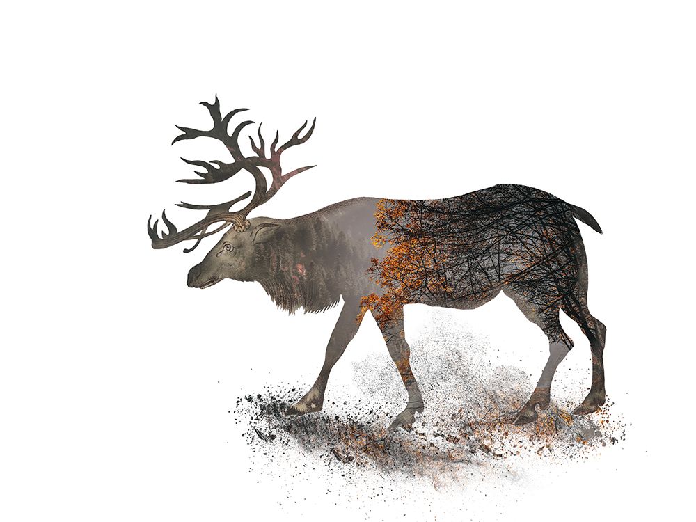 Mighty Elk White art print by Andrea Haase for $57.95 CAD