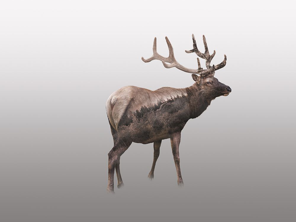 Nordic Deer art print by Andrea Haase for $57.95 CAD