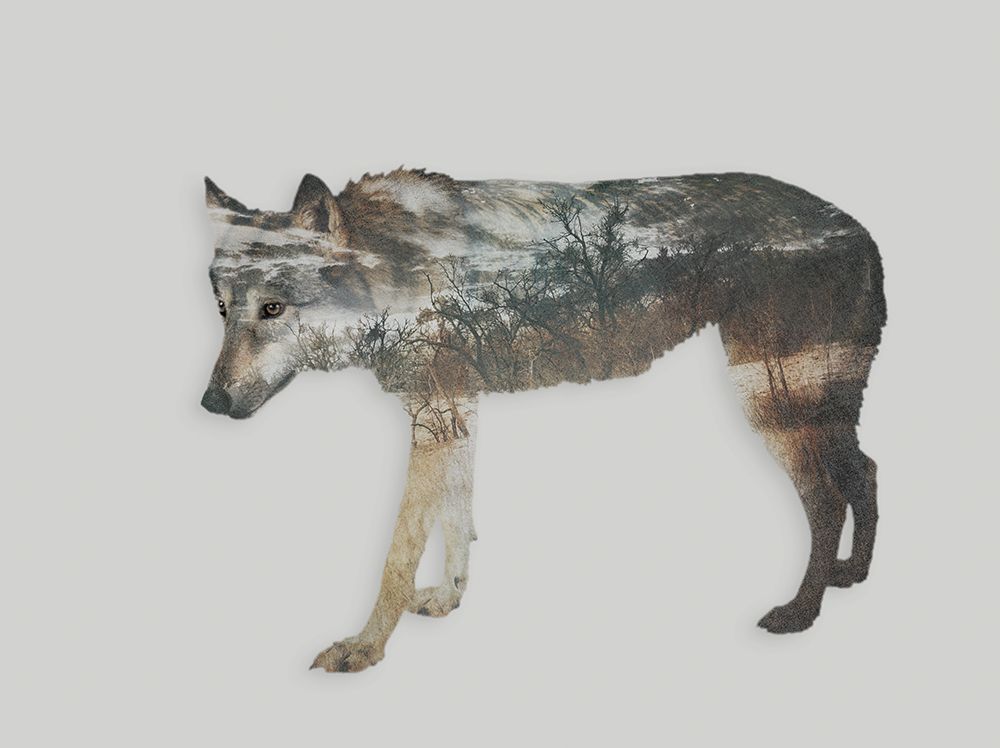 Nordic Wolf art print by Andrea Haase for $57.95 CAD