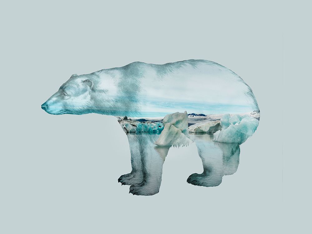 Polar Bear art print by Andrea Haase for $57.95 CAD