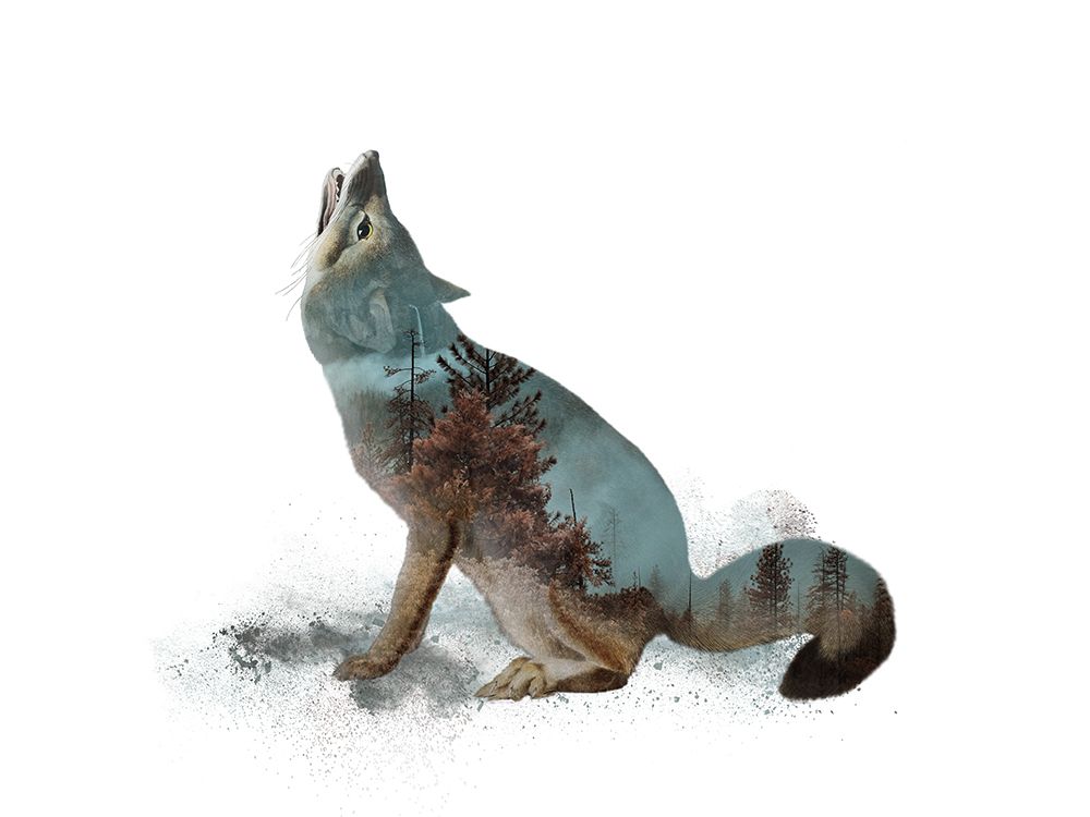 Wild Fox White art print by Andrea Haase for $57.95 CAD