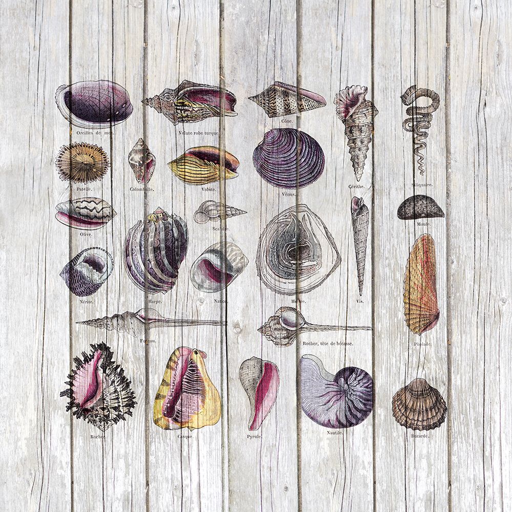 Vintage Shells art print by Andrea Haase for $57.95 CAD