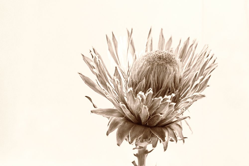 Protea Relic art print by Judy Stalus for $57.95 CAD