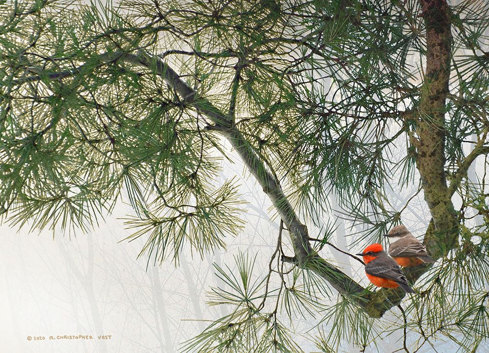 Bent Pine Bough with Vermillion Flycatchers art print by Christopher Vest for $57.95 CAD