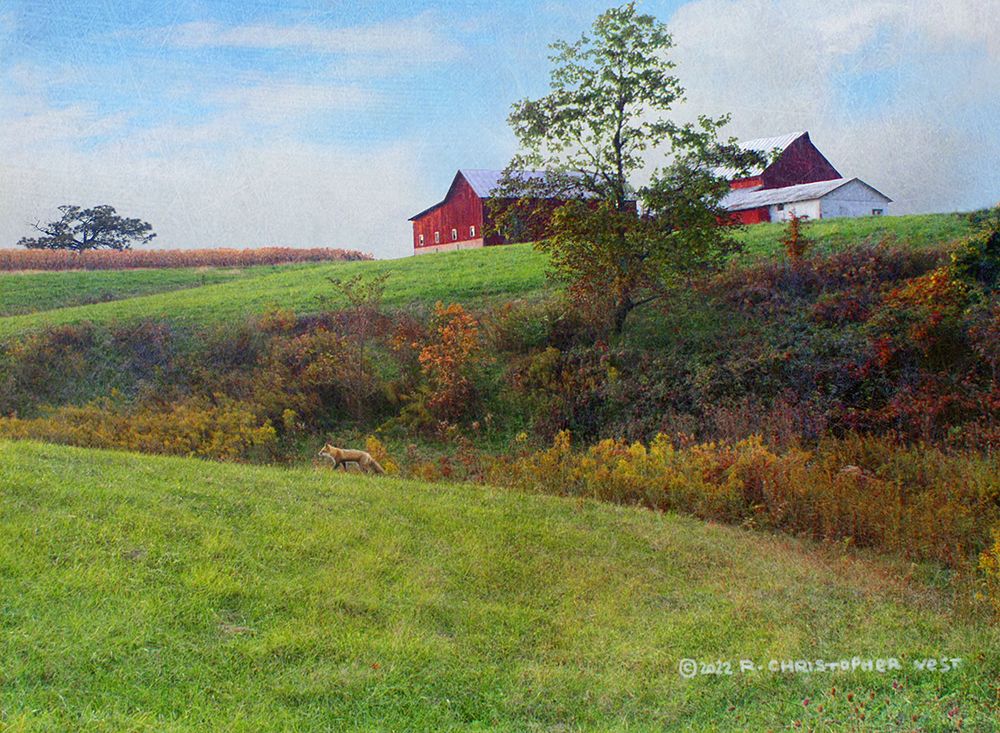 Ohio Barn with Red Fox art print by Christopher Vest for $57.95 CAD
