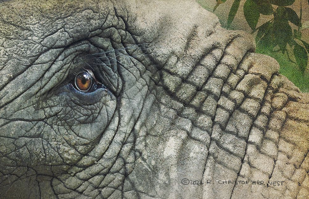 Elephant Eye art print by Christopher Vest for $57.95 CAD