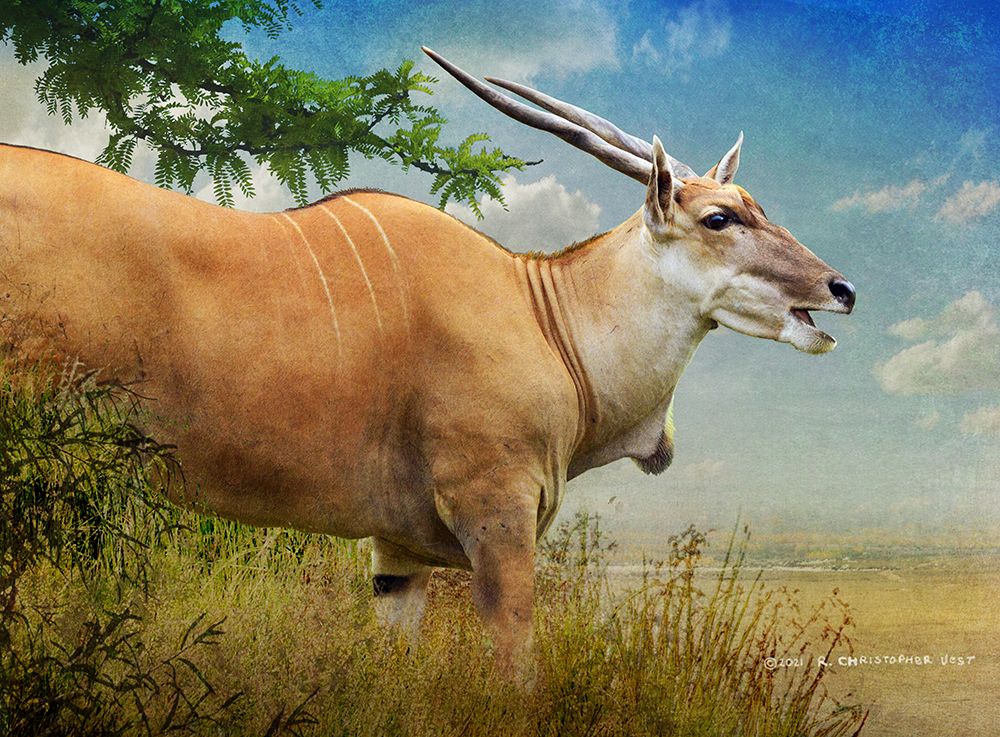 Stepping out female common eland art print by Christopher Vest for $57.95 CAD