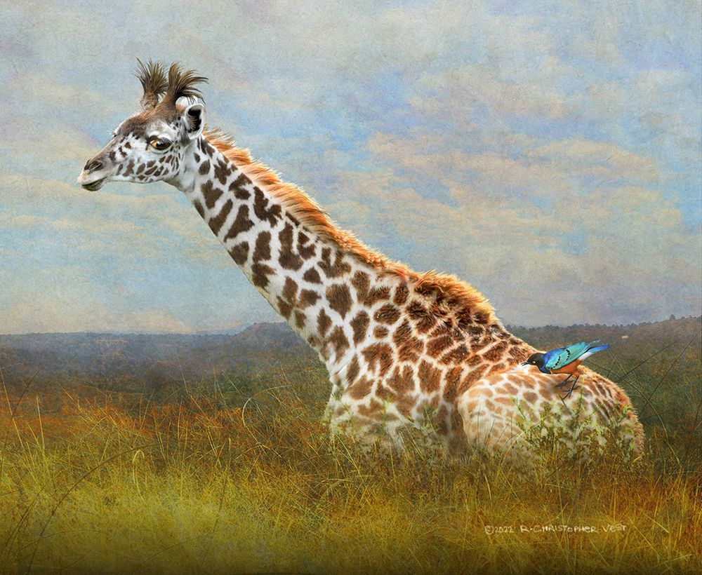 Giraffe and Starling art print by Christopher Vest for $57.95 CAD