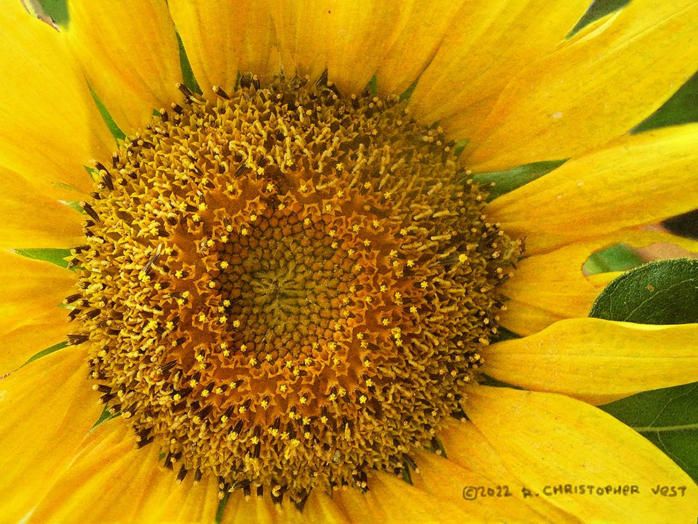 Macro Sunflower art print by Christopher Vest for $57.95 CAD