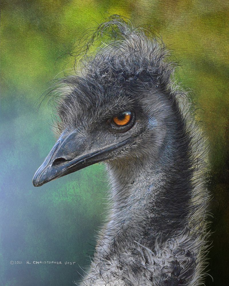 Emu Portrait, Dr. Suess Bird art print by Christopher Vest for $57.95 CAD