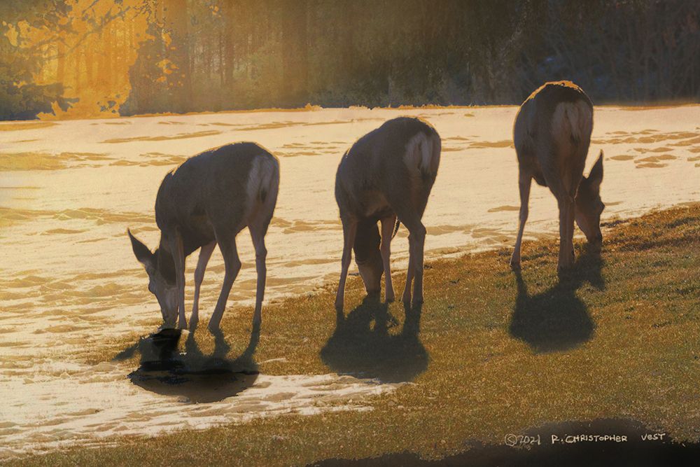 Deer Grazing at City Park art print by Christopher Vest for $57.95 CAD