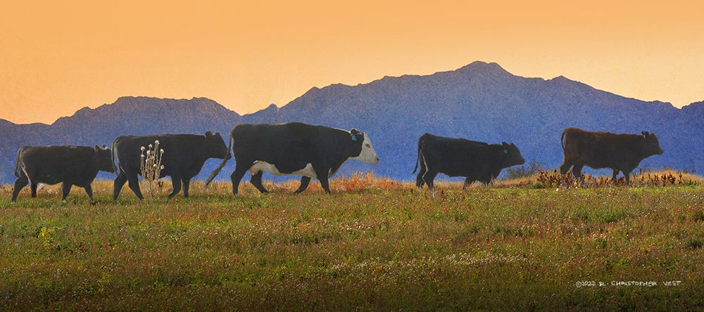 Five Cows in a Row art print by Christopher Vest for $57.95 CAD