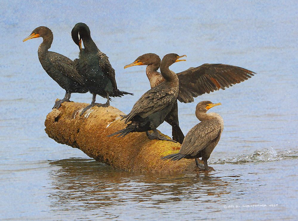 Group of Cormorants art print by Christopher Vest for $57.95 CAD