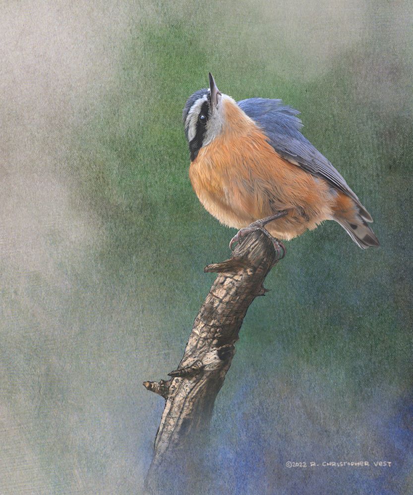 Red Breasted Nuthatch art print by Christopher Vest for $57.95 CAD