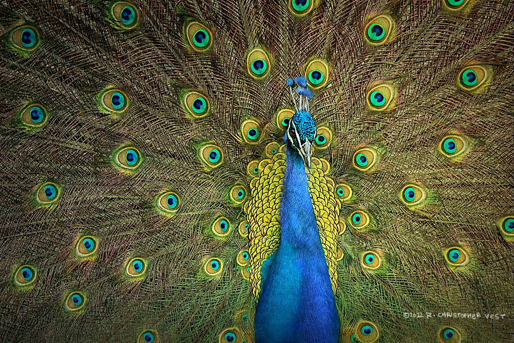 Peacock Display art print by Christopher Vest for $57.95 CAD