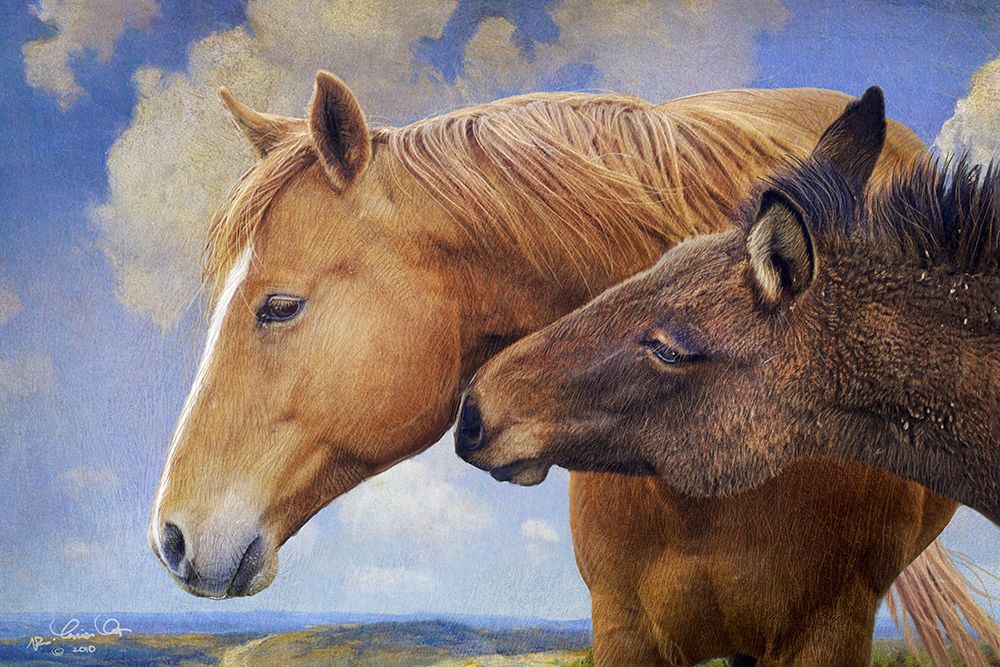 Horse and Mule art print by Christopher Vest for $57.95 CAD