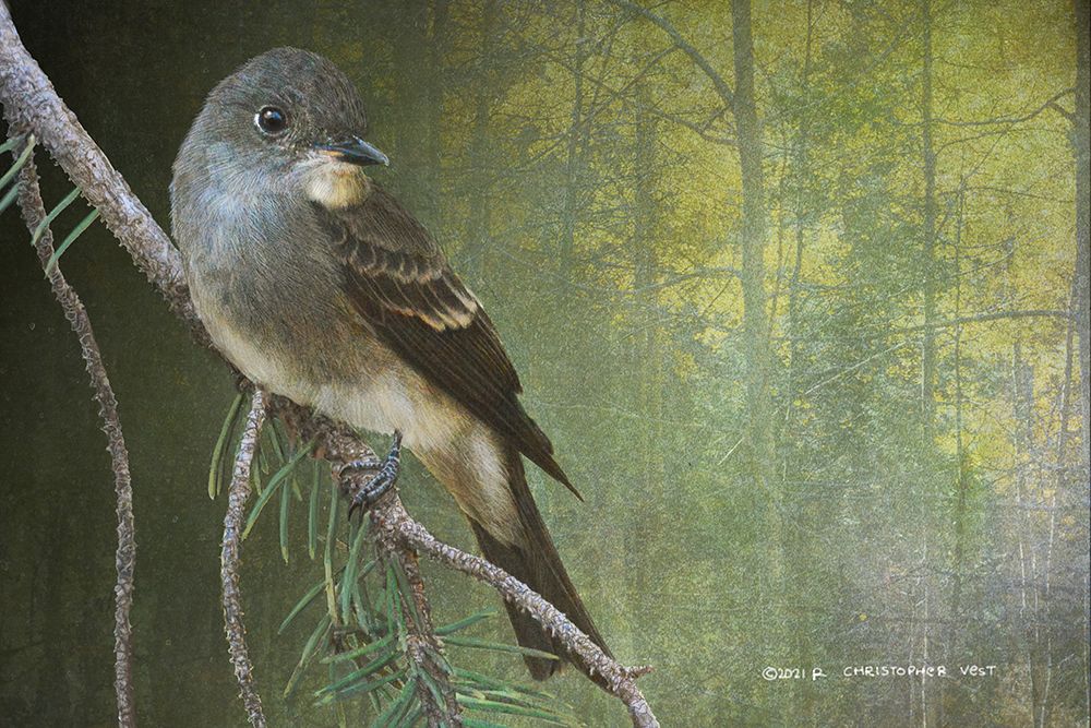 Western Wood Peewee art print by Christopher Vest for $57.95 CAD