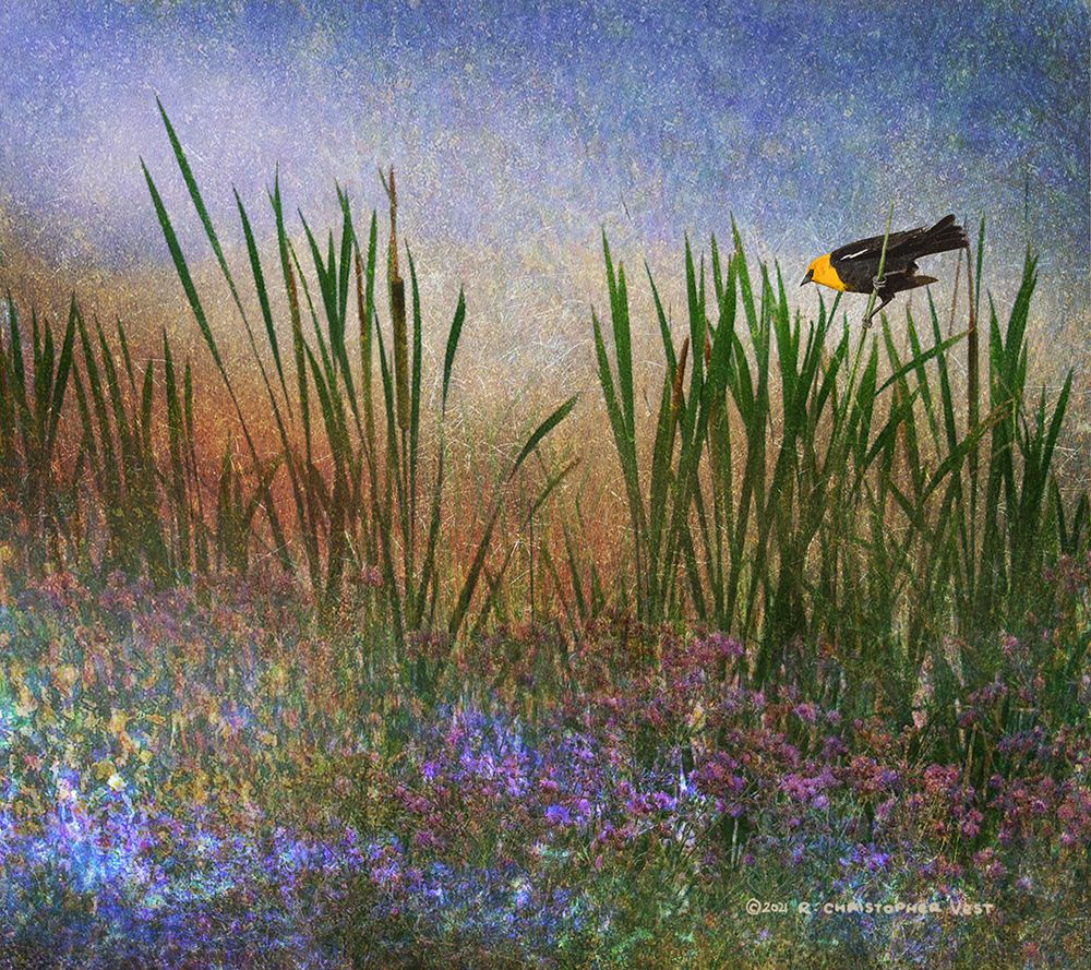 Wetland Yellow-Headed Blackbird art print by Christopher Vest for $57.95 CAD