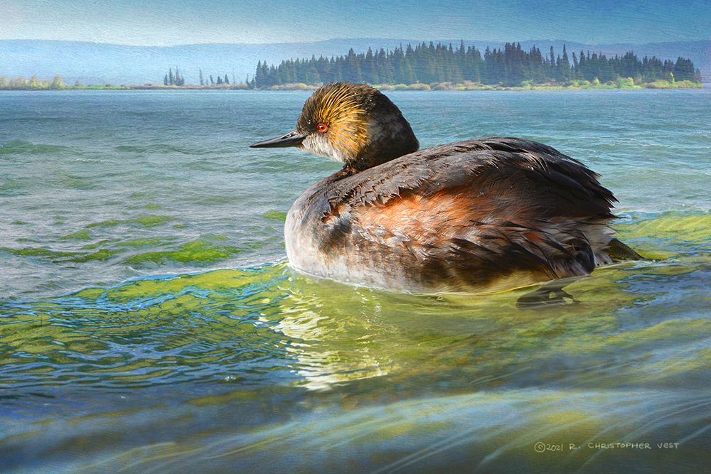 Earred Grebe on Lake art print by Christopher Vest for $57.95 CAD