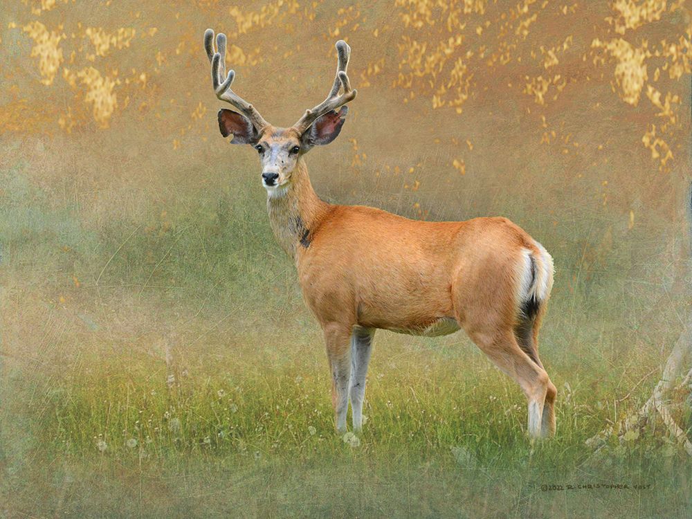 High Summer Velvet Buck Deer art print by Christopher Vest for $57.95 CAD