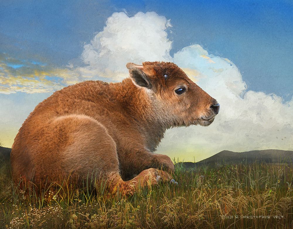 Bison Calf lying down art print by Christopher Vest for $57.95 CAD