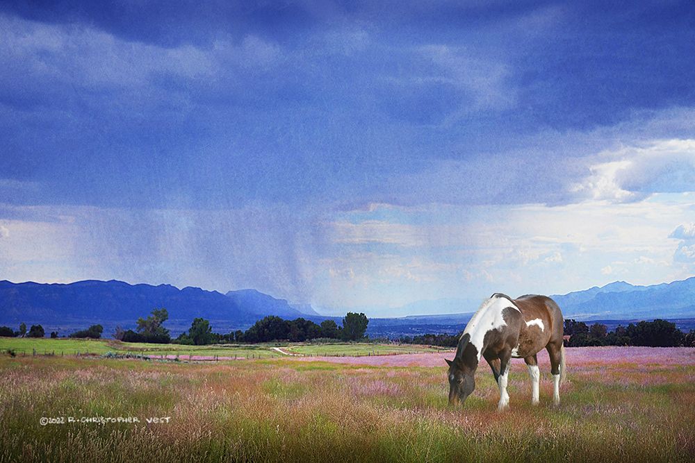 Paint Horse in Bliss art print by Christopher Vest for $57.95 CAD