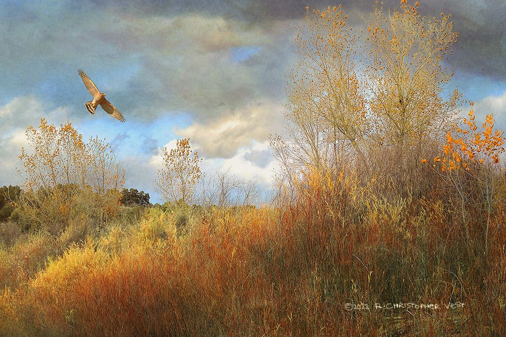 Willow Cottonwood Gulley art print by Christopher Vest for $57.95 CAD