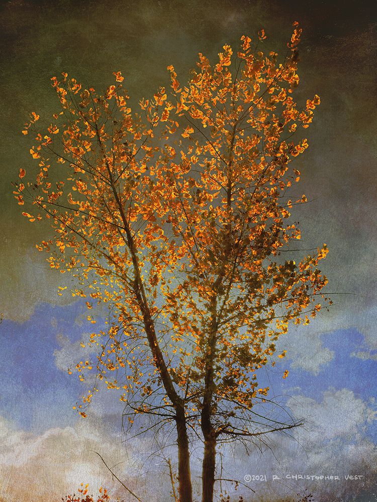 Lone Cottonwood Tree art print by Christopher Vest for $57.95 CAD