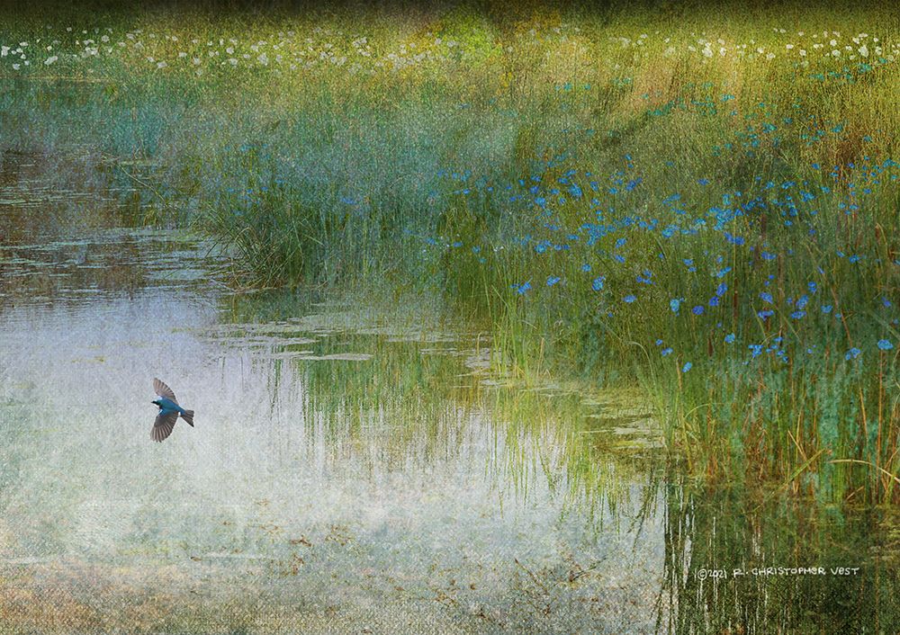 Wetland Tree Swallow art print by Christopher Vest for $57.95 CAD