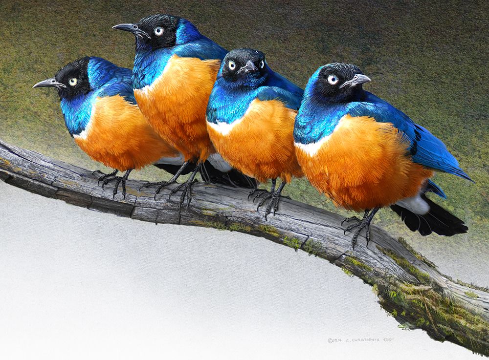 Grumpy Starlings art print by Christopher Vest for $57.95 CAD