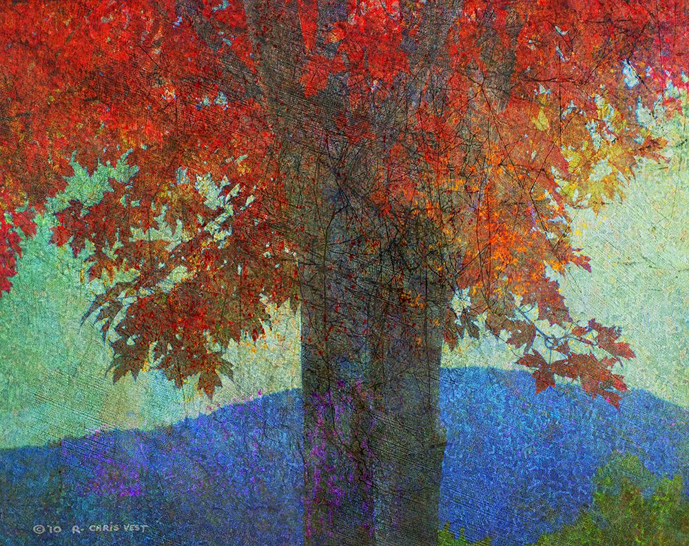 Brilliant Fall Maple art print by Christopher Vest for $57.95 CAD