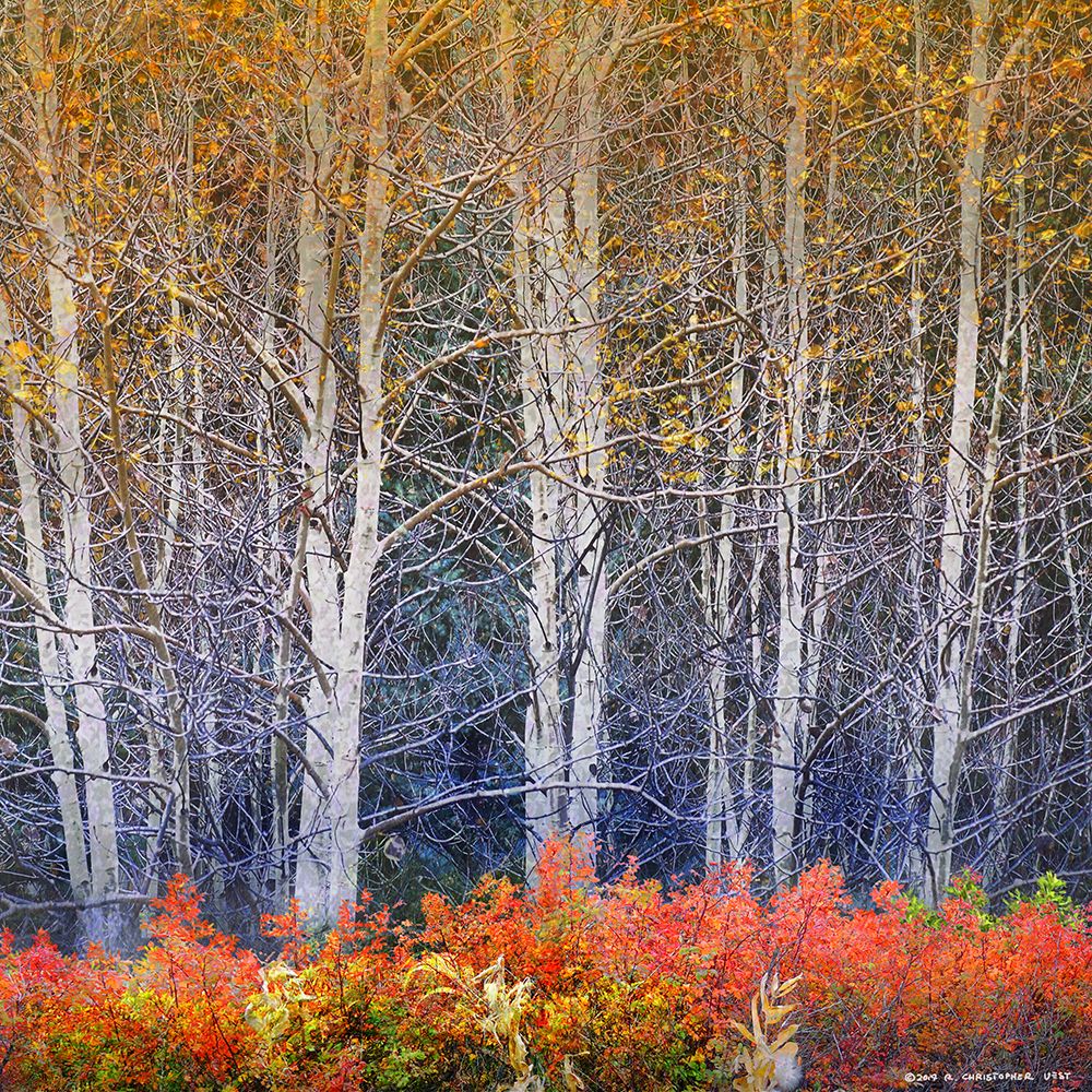Aspens and Briar art print by Christopher Vest for $57.95 CAD