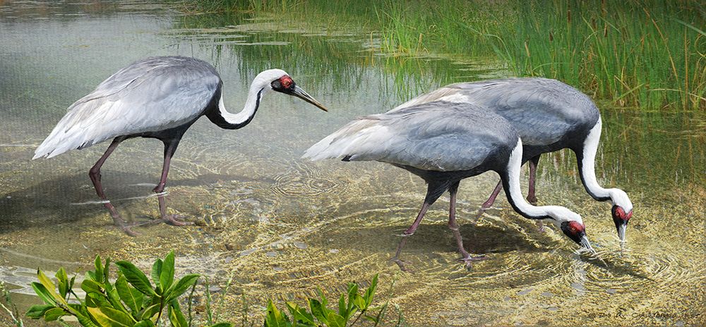 White Naped Cranes art print by Christopher Vest for $57.95 CAD