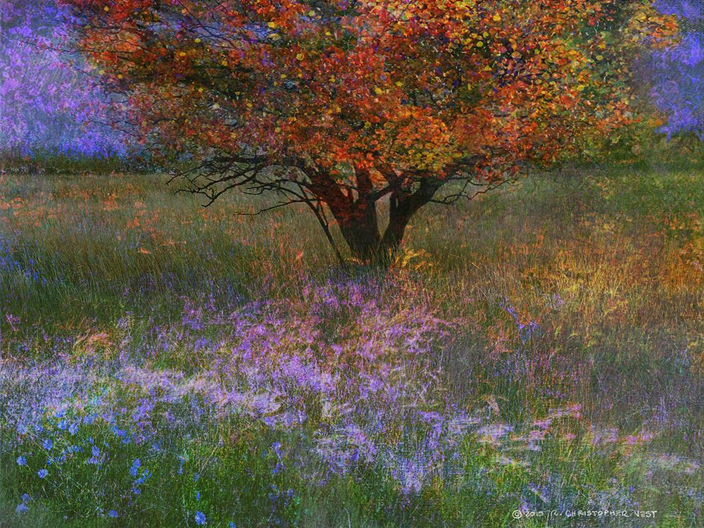 Lone Tree Floweread Meadow art print by Christopher Vest for $57.95 CAD
