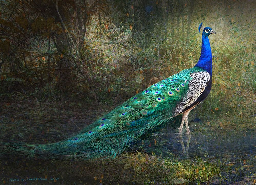 Jungle Stream Peacock art print by Christopher Vest for $57.95 CAD