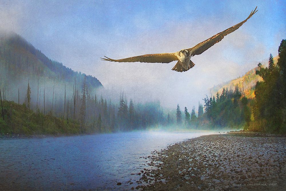 Foggy River Osprey art print by Christopher Vest for $57.95 CAD