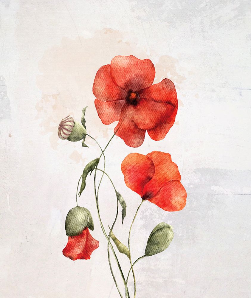 Poppy II art print by Karen Smith for $57.95 CAD