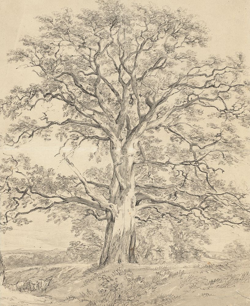 A Great Oak Tree c. 1801 art print by John Constable for $57.95 CAD