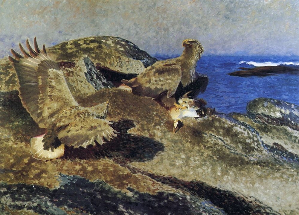 Liljefors, Bruno art print by Sea Eagles with Eider prey 1914 for $57.95 CAD