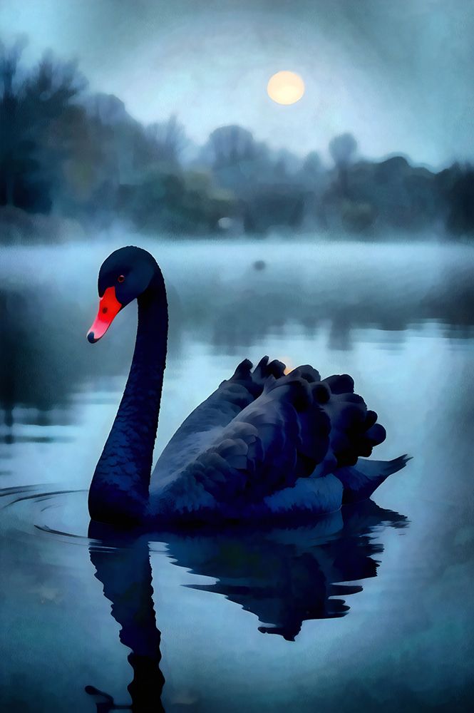 Black Swan Night art print by Vanessa Knight for $57.95 CAD