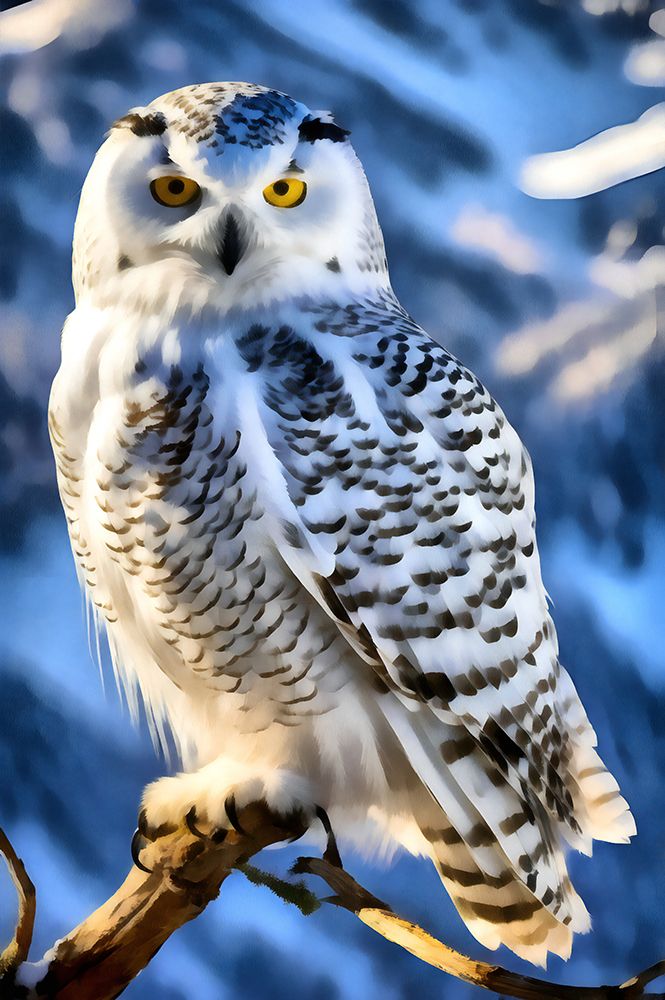 Snowy Owl Portrait I art print by Vanessa Knight for $57.95 CAD