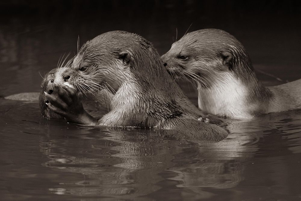 Asiatic otters-Sabah-Malayasia Sepia art print by Tim Fitzharris for $57.95 CAD