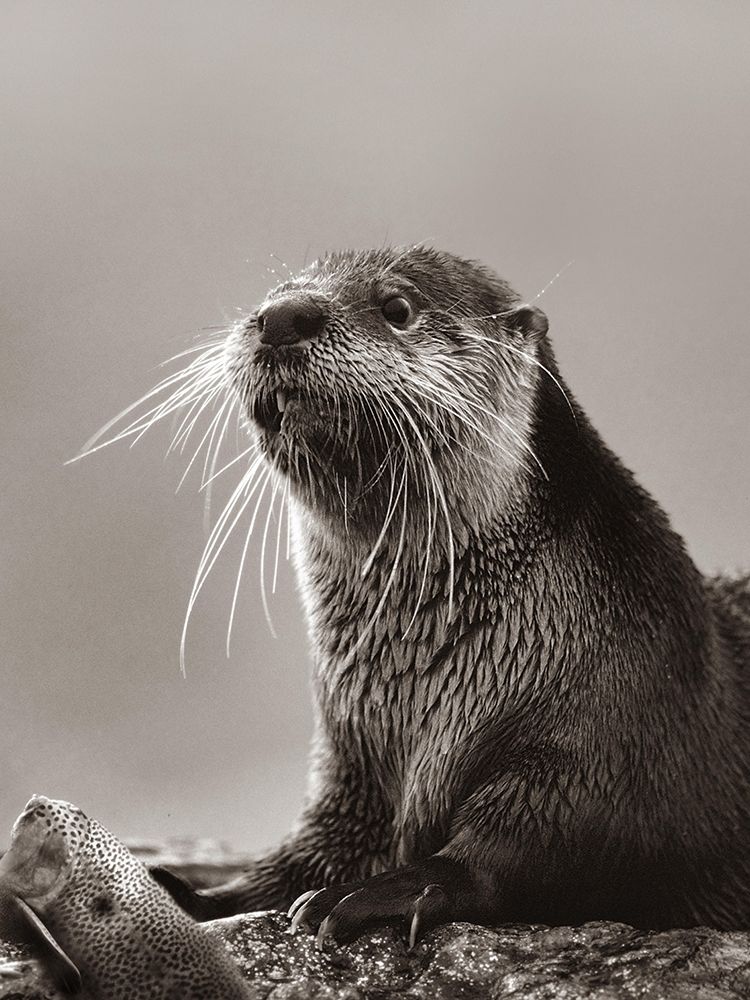 River Otter with fish Sepia art print by Tim Fitzharris for $57.95 CAD