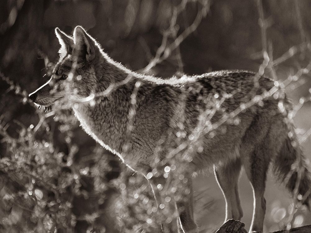 Coyote Hunting Sepia art print by Tim Fitzharris for $57.95 CAD