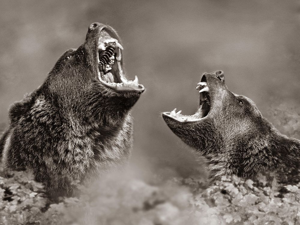 Grizzly bears Sepia art print by Tim Fitzharris for $57.95 CAD