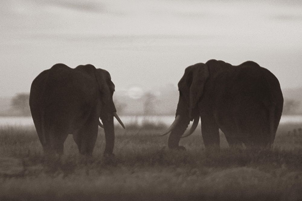 African Elephants at sunrise-Amboseli National Reserve-Kenya Sepia art print by Tim Fitzharris for $57.95 CAD