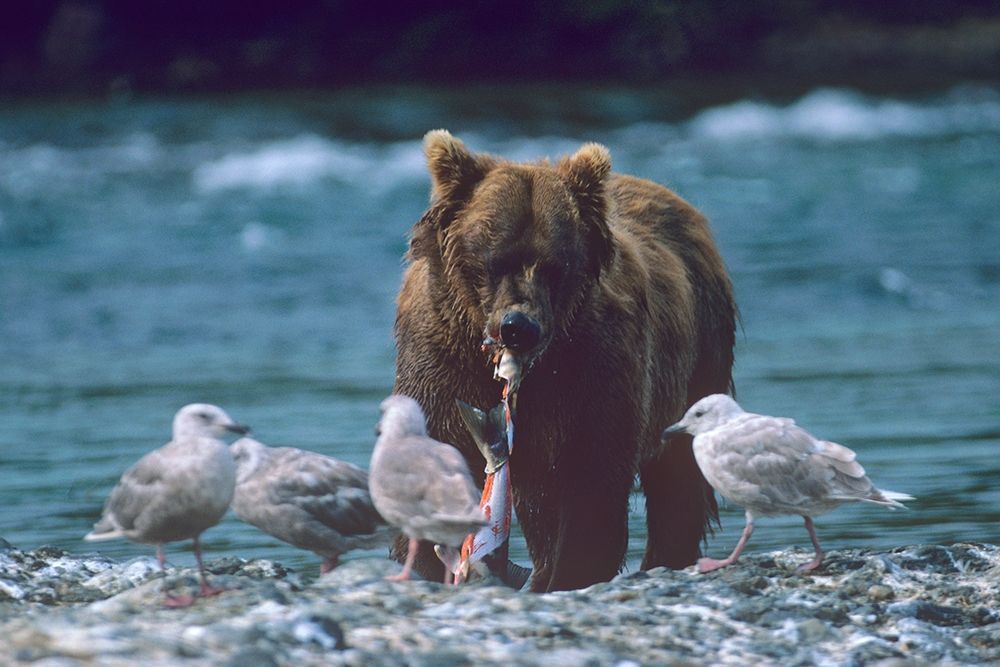 Grizzly bear and gulls art print by Tim Fitzharris for $57.95 CAD