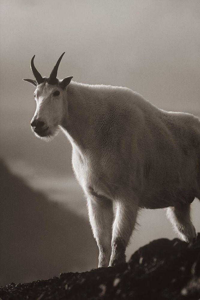 Mountain goat Sepia art print by Tim Fitzharris for $57.95 CAD